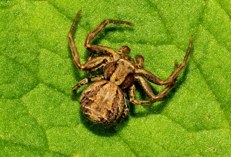 Thomisidae: Xysticus sp.  -  Oasi Nat. Tivoli-Manzolino (MO)